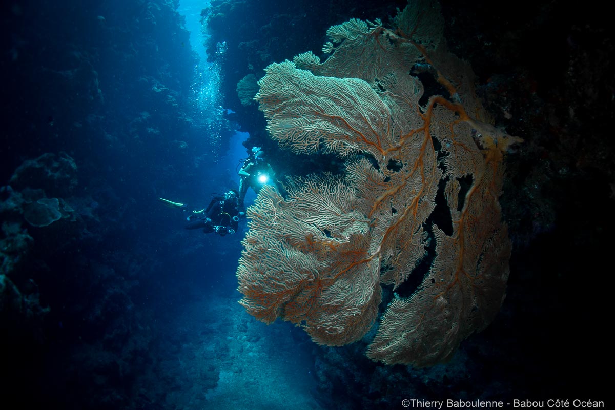 Plongeurs photographiant une grande gorgone en plongée avec Babou Côté Océan à Hienghène en Nouvelle-Calédonie