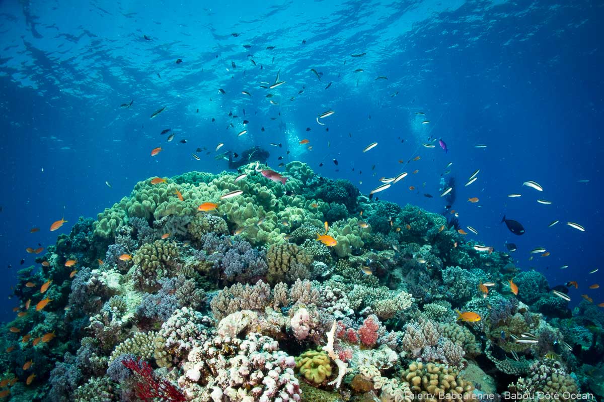 Diversité corallienne colorés en plongée sous-marine à Hienghène avec Babou Côté Océan