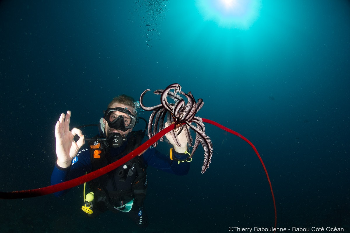 Plongeur en contre jour observant une gorgone fouet et une comatule lors d'une plongée à Hienghène en Nouvelle-Calédonie